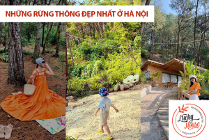 Những rừng thông đẹp gần Hà Nội tuyệt vời để “đi trốn” cuối tuần