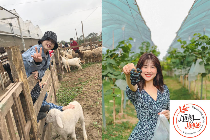 Chimi Farm Hà Nội, Đông Anh