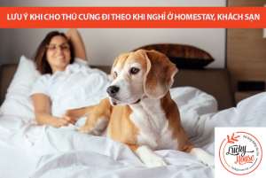 Lưu ý khi cho thú cưng đi theo khi nghỉ ở homestay, khách sạn