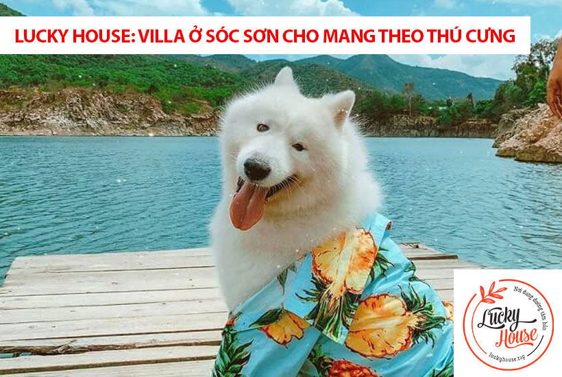 Lucky House: villa ở Sóc Sơn cho mang theo thú cưng